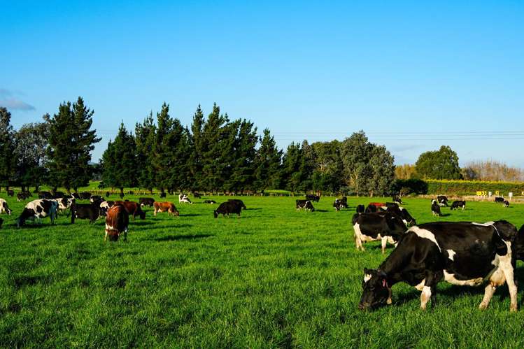 846 Pioneer Highway + 116 and 172 Ota Creek Road Edendale_12