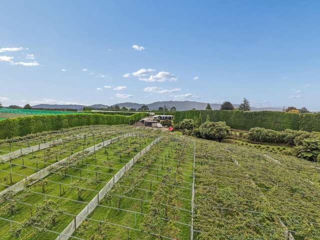Stunning No 2 Road lifestyle with orchard & upside!
