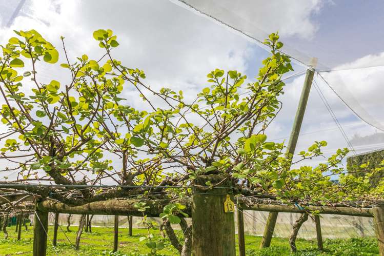 231 Walford Road Aongatete_35