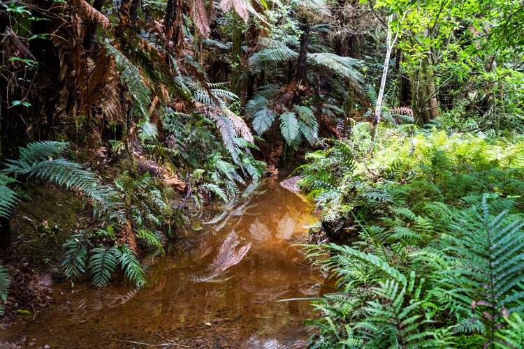 233 Ngunguru Ford Road Kiripaka_26