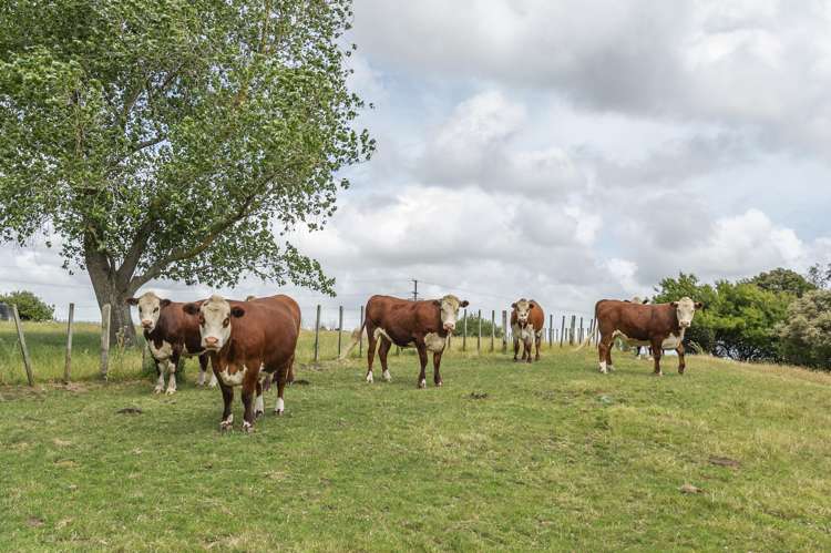 1358 Makirikiri Road Marton_39