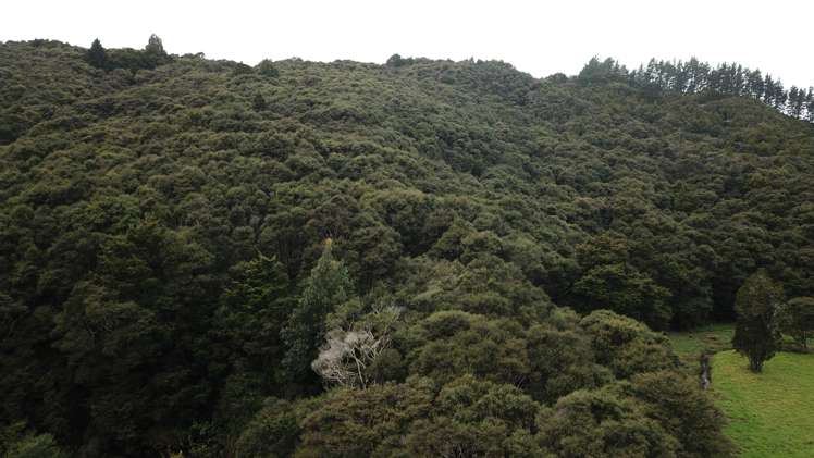 Mata Road Kohukohu_12