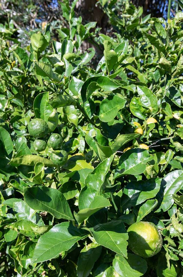 29 Croft Terrace Huntly_44