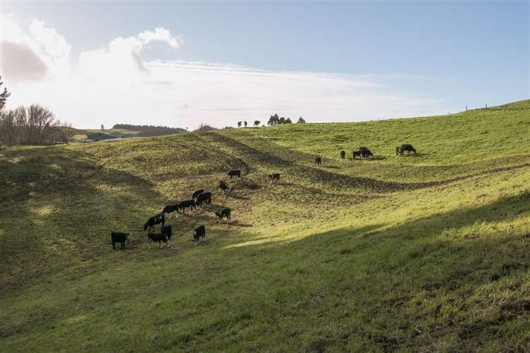 176 Kumikumi Road Kaimai_16