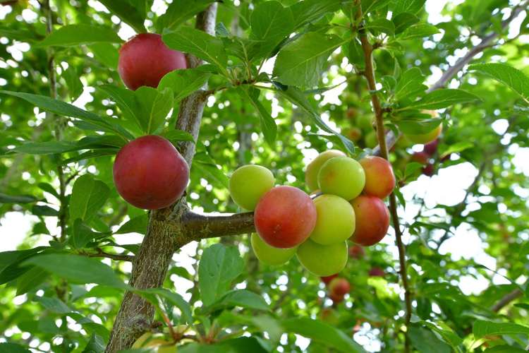 203 Riverhead Road Kumeu_25