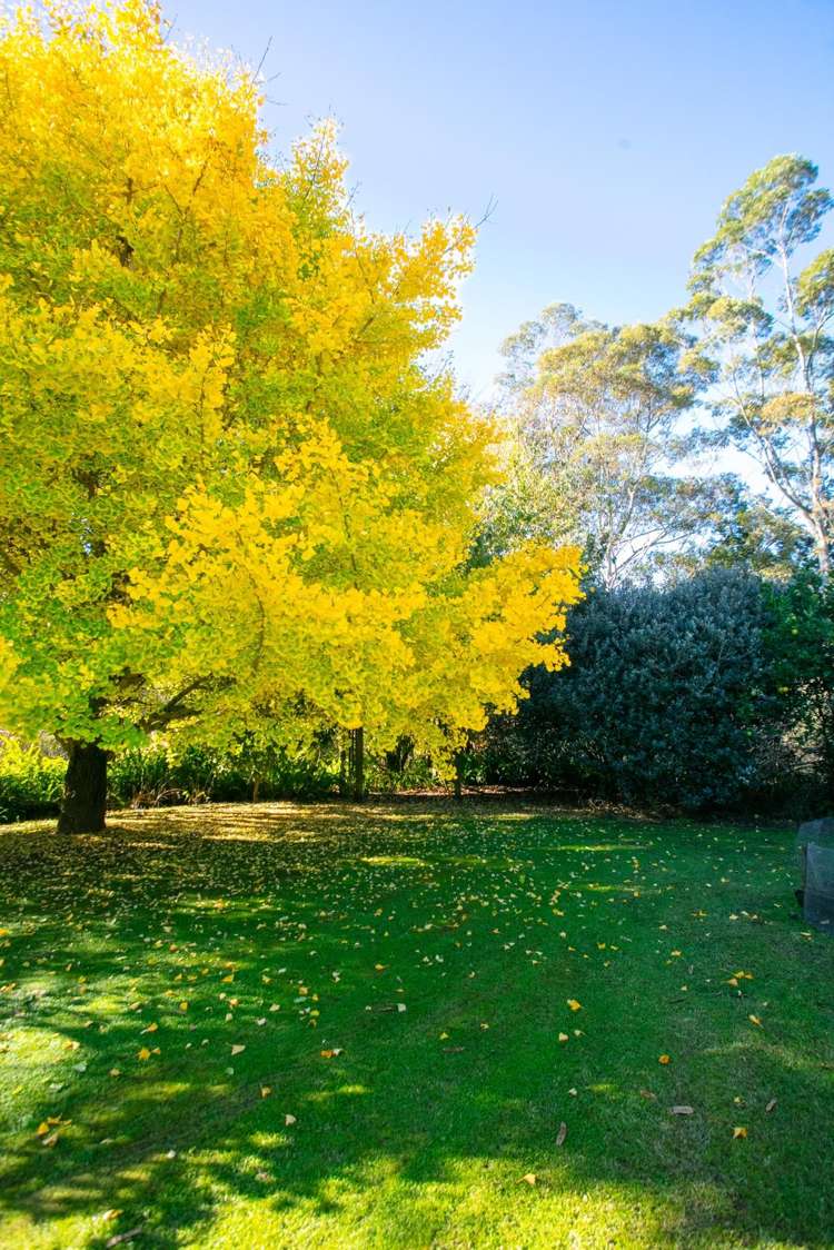 664 State Highway 2 Katikati_15