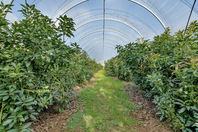 65 Tatton Road Maungatapere_2