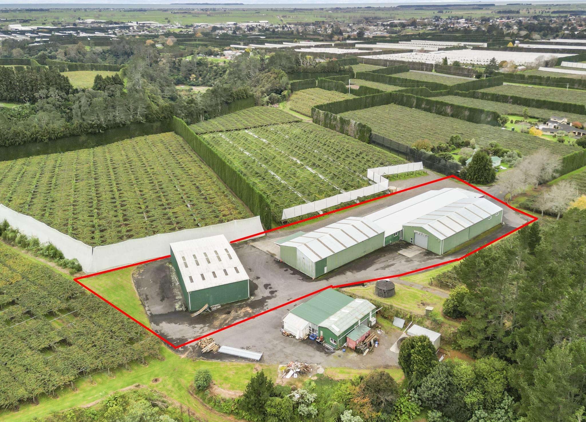 Room to grow in kiwifruit capital