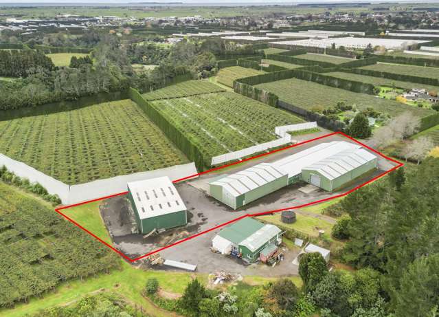 Room to grow in kiwifruit capital