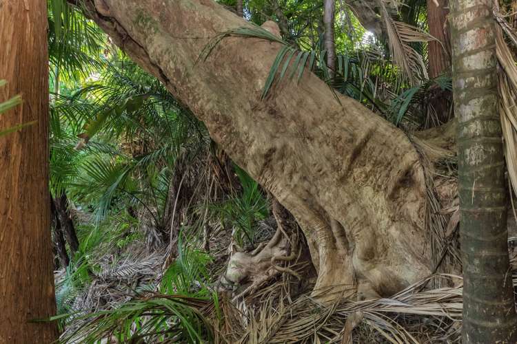 48 Scott Road Tamaterau_10