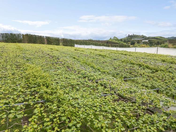 121A No 4 Road Te Puke_6