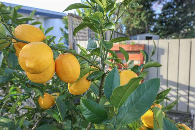 16 Newton Street Ngaruawahia_41