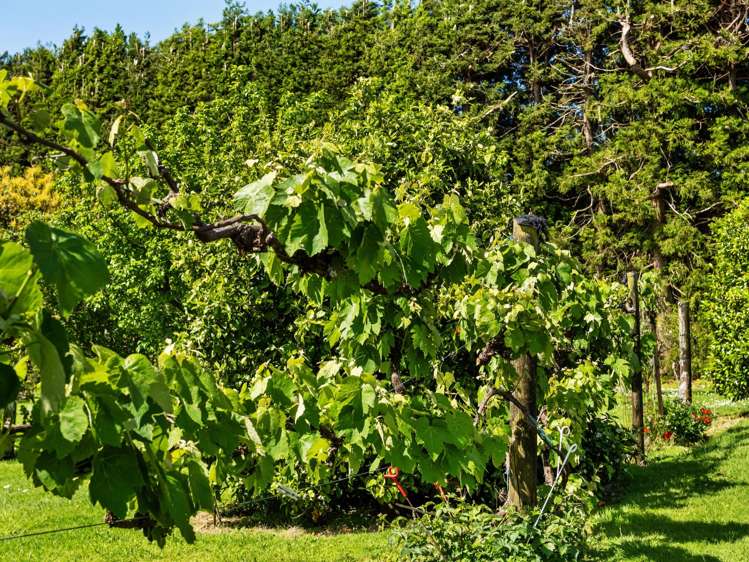 85 Wharawhara Road Katikati_16