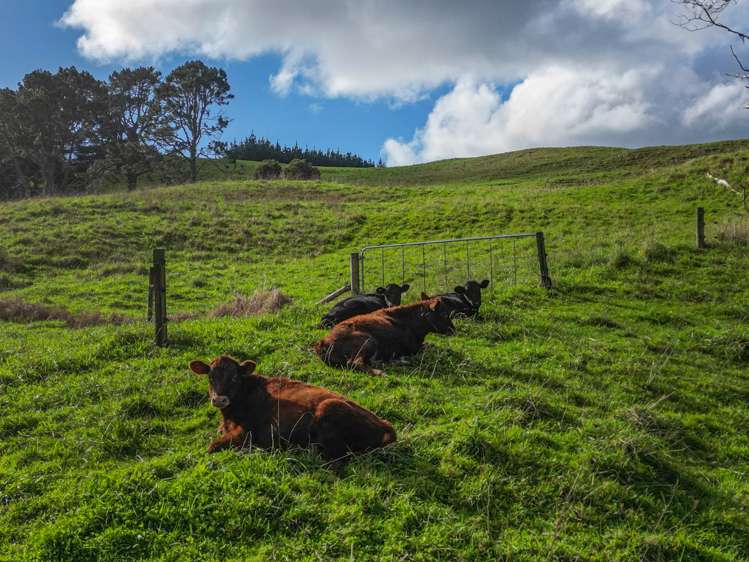 487 Kanohi Road Kaukapakapa_16