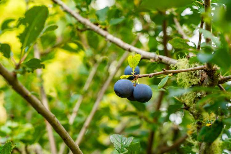 631 Tara Road Mangawhai_39