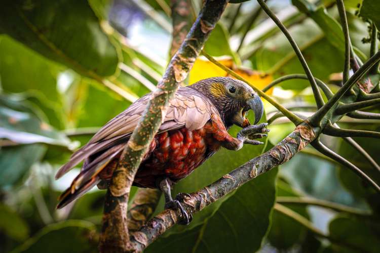 33 Beatty Parade Surfdale_12