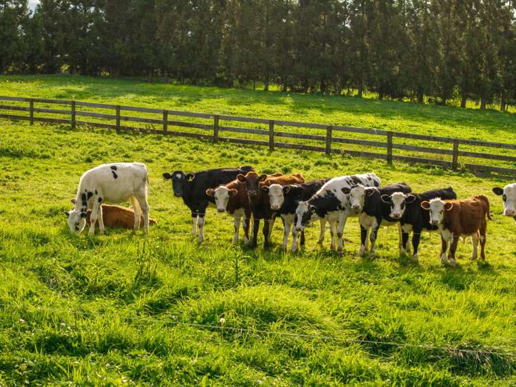 216 Manuel Road Morrinsville_19