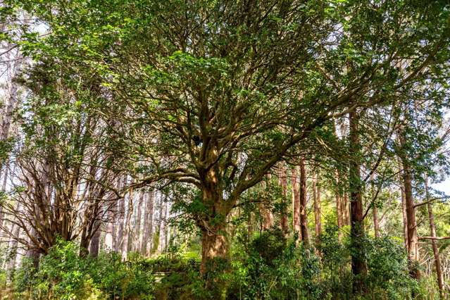 Taraunui Road Parua Bay_4