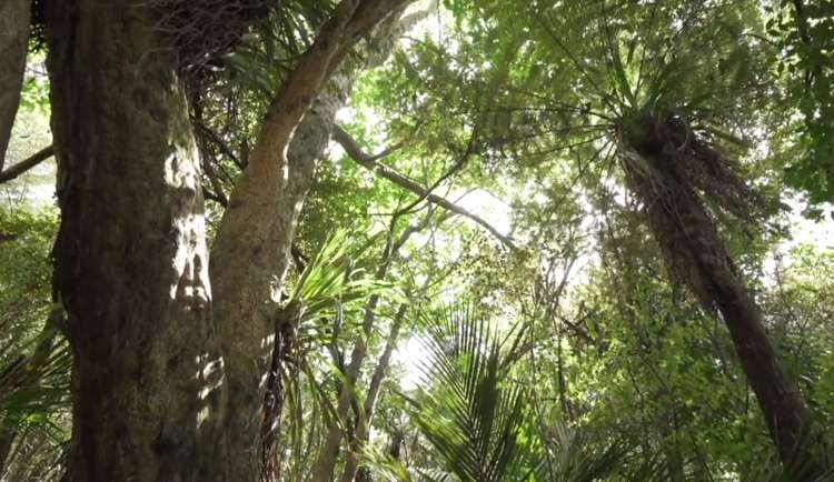 91 Sharp Road Warkworth_14