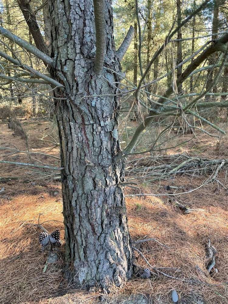 22 Hawkins Road Darfield_3