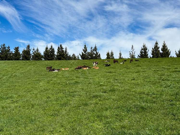 307 Okapua Road Chatton North_6