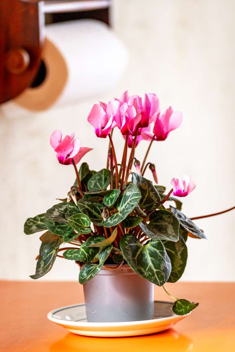 13 Roche Avenue Upper Riccarton_18