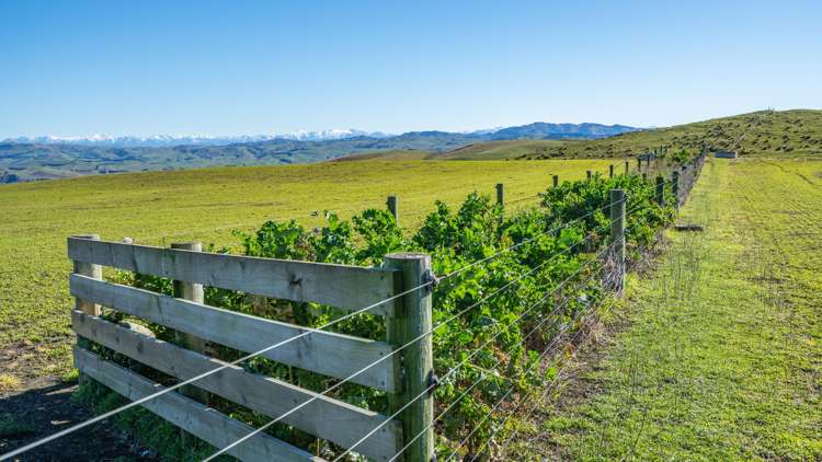 324 Reeces Road Omihi_14