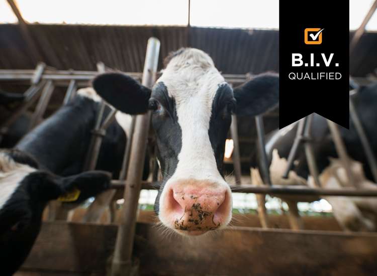 Address withheld Dannevirke_1