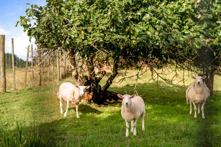 763 White Pine Bush Road Whakatane_16