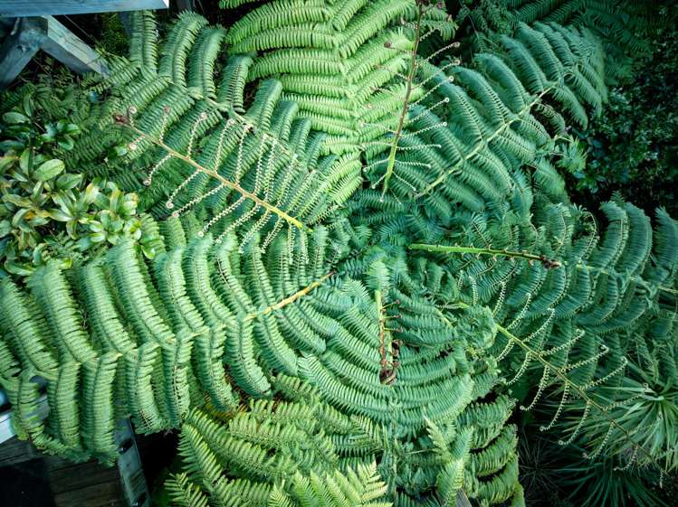 77 Palliser Road Roseneath_12