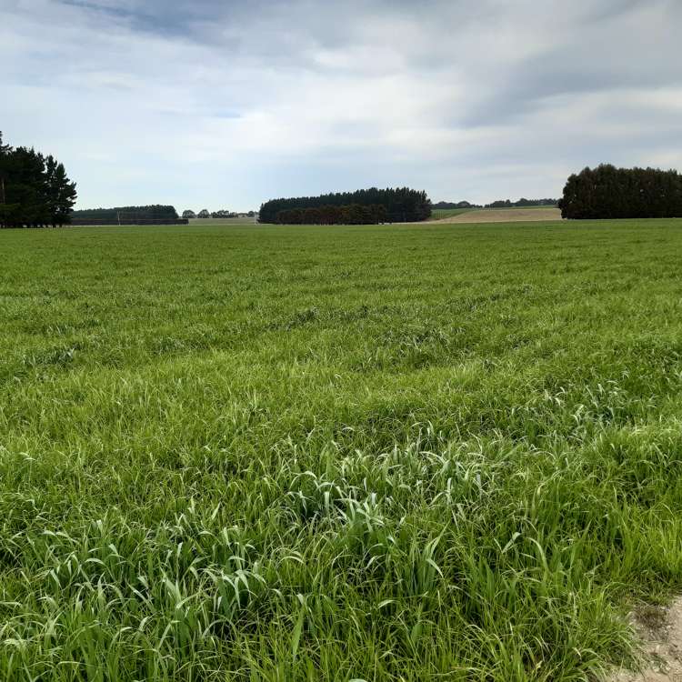 Bluff Hill Road Waianakarua_8