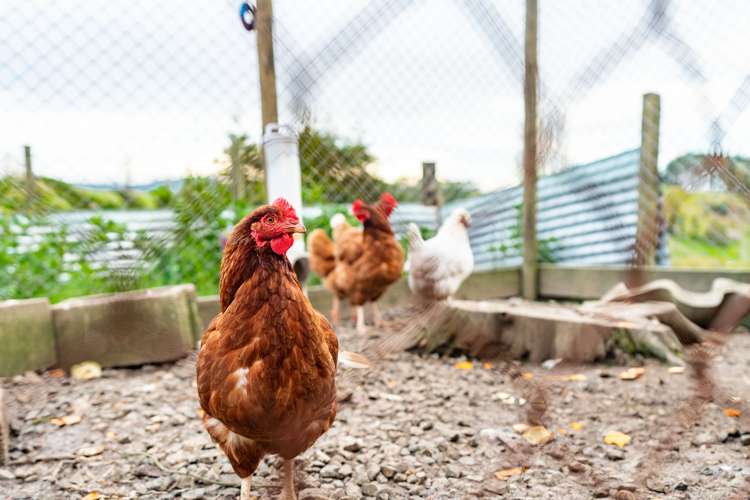 40 Borrows Road Wellsford_13