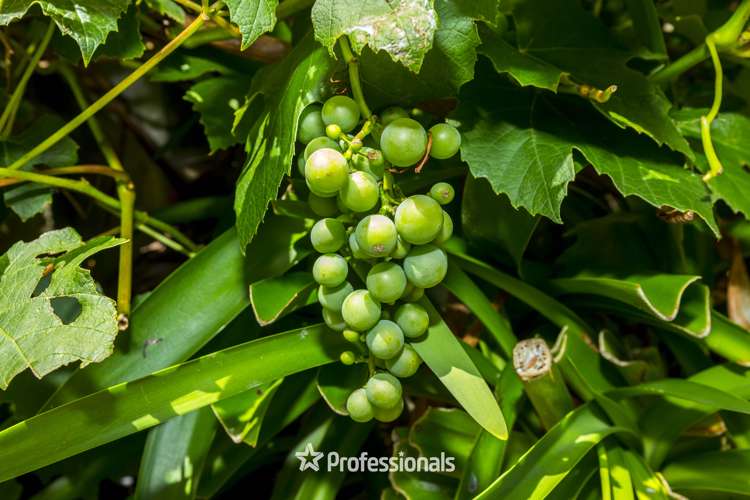 8 Carlow Grove Birchville_22