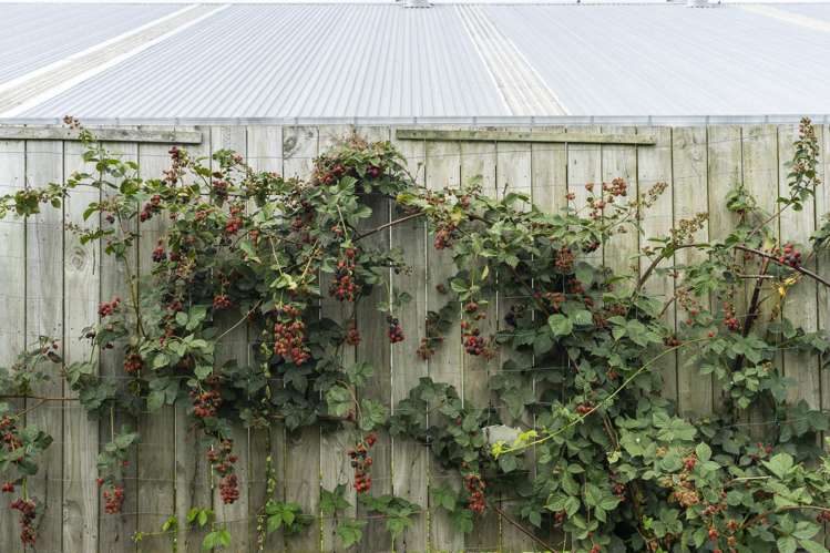 26 Dakota Place Raumanga_29