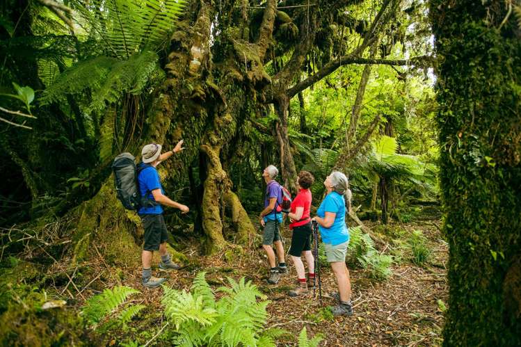 Glacier Valley Eco Tours Limited Franz Josef_1