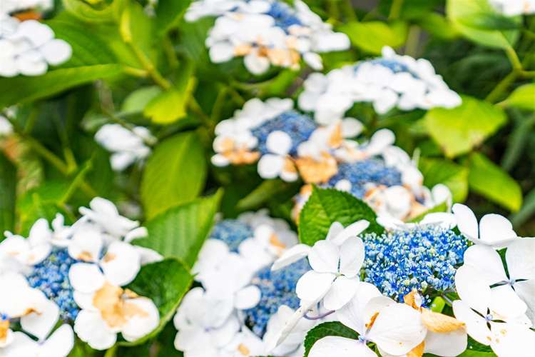 35 Olsen Avenue Mangawhai Heads_19