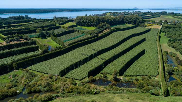 215 Ongare Point Road Tahawai_1