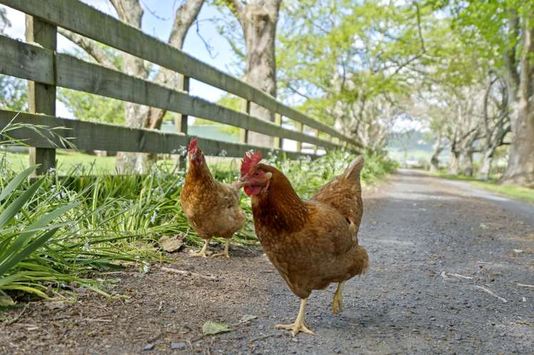 73 Massey Road Rotoorangi_27