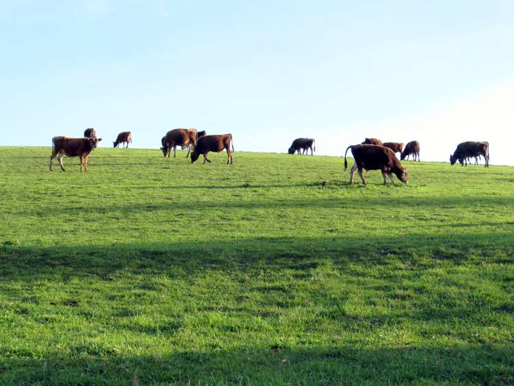 1629 Weston-Ngapara Road Enfield and Surrounds_13