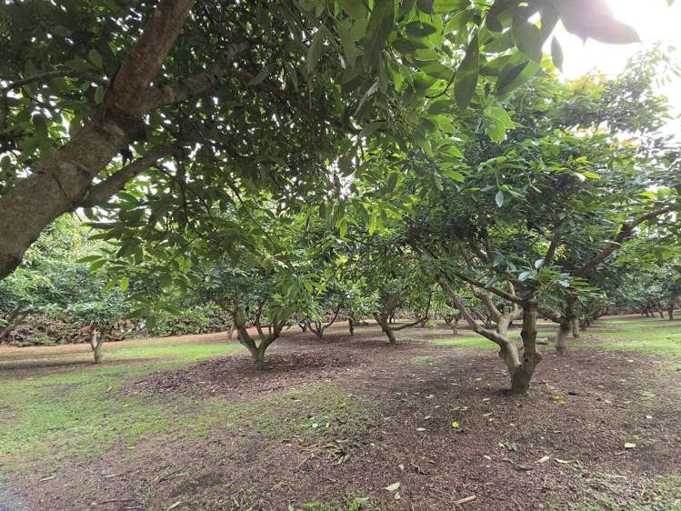 244 Beach Road Katikati_38