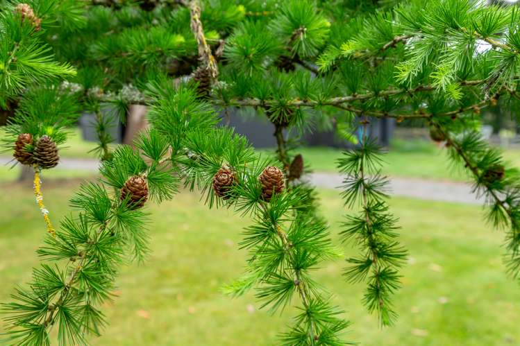 113 Lawford Road West Melton_27