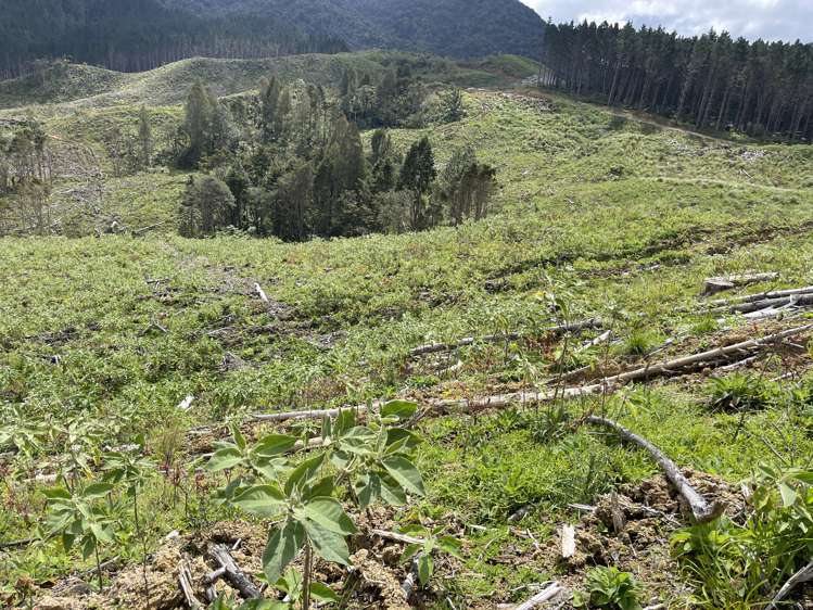 Iwitaua Road Kaitaia_7