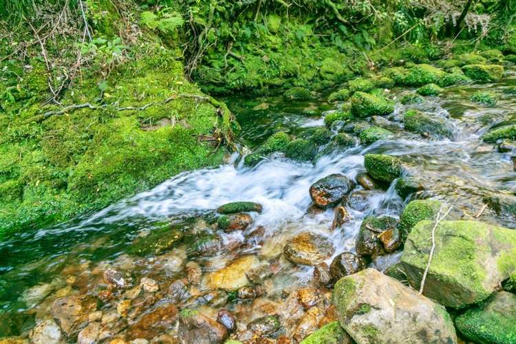 232 Hikuai School Road Hikuai_24