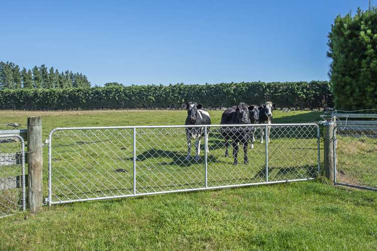 227 Karanga Road Dunsandel_23