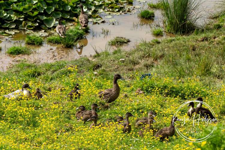 406 Gorge Road Maungaturoto_19