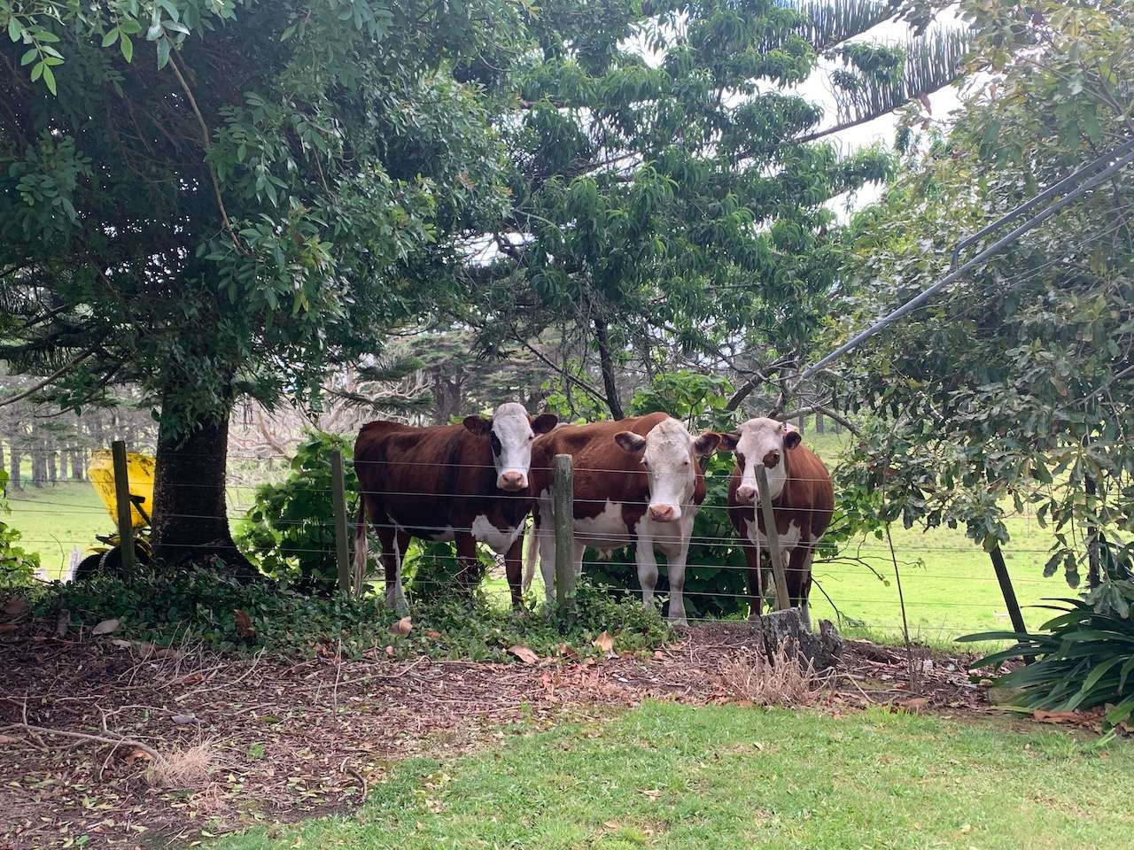 2448 Far North Road, Waiharara Pukenui Far North Houses for Sale One Roof