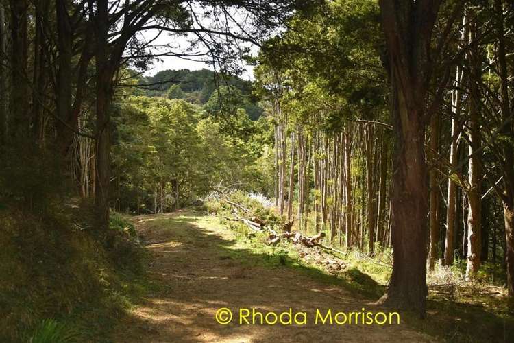 280 Central Road Mareretu_44