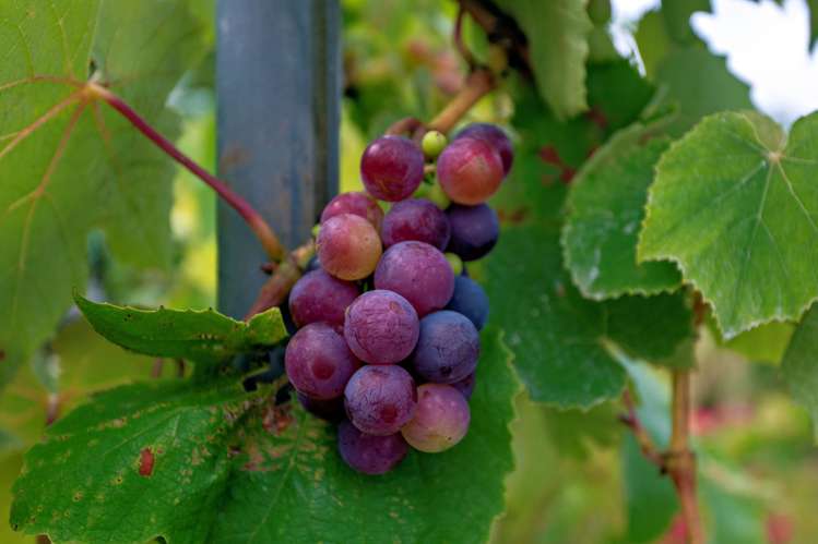 25 Windsor Street Opotiki and Surrounds_22