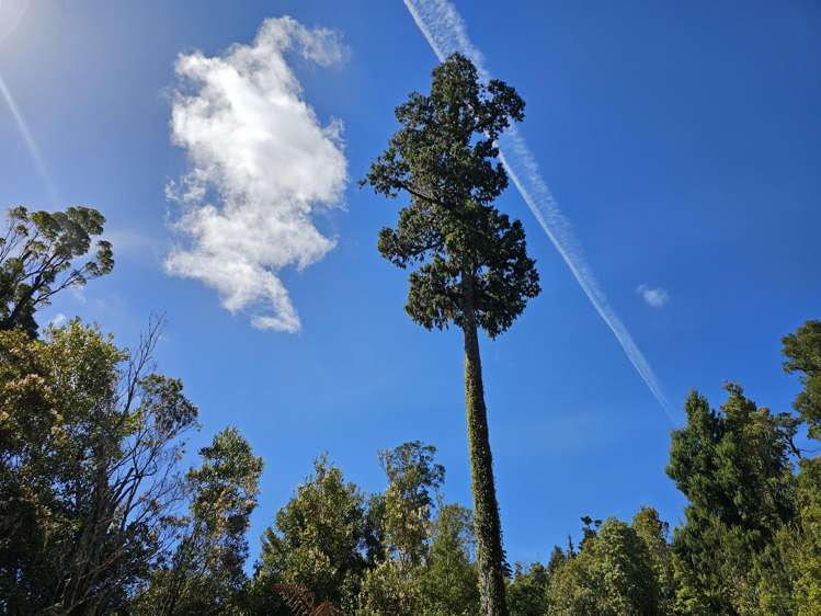 215 Clifton Road Kaiata_29