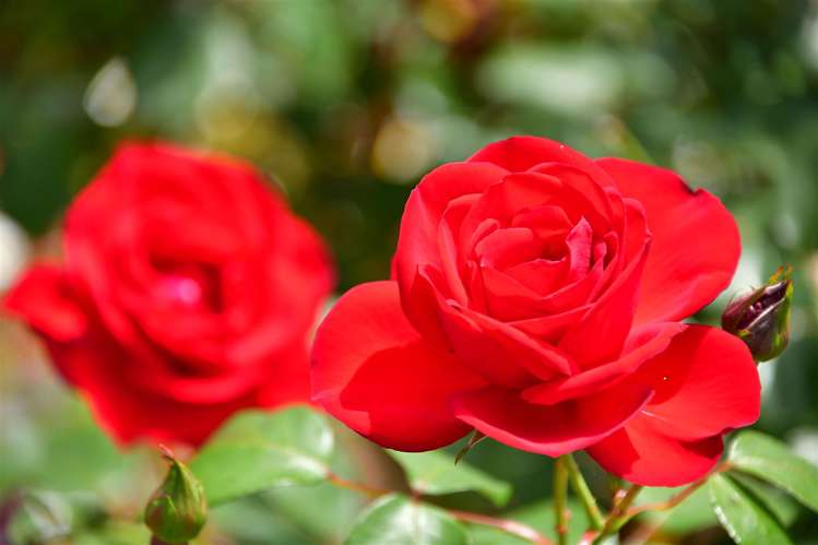 14 Oliver Street Warkworth_6